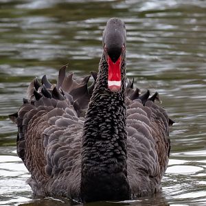 Black Swan - wild bird