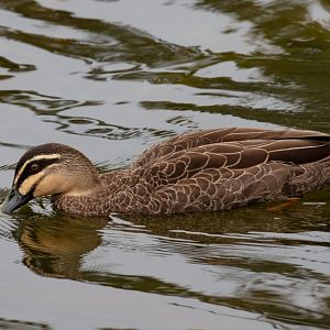 Pacific Black Duck - wild bird