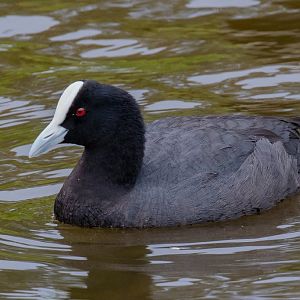 Eurasian Coot - wild bird