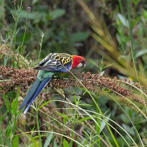 Eastern Rosella - wild bird