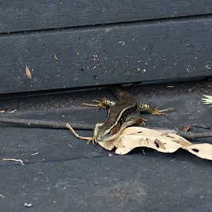 Eastern Water Skink - wild lizard