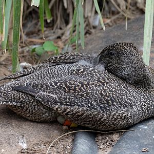 Freckled Duck