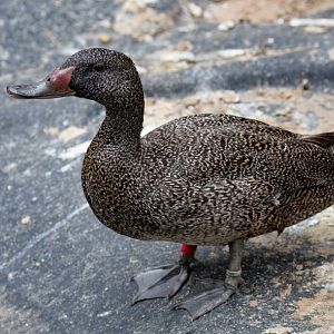 Freckled Duck