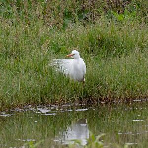 Intermediate Egret in breeding plumage - wild bird