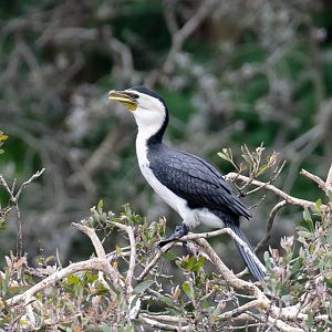 Little Pied Cormorant - wild bird