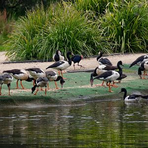 Magpie Geese at feeding time - wild birds