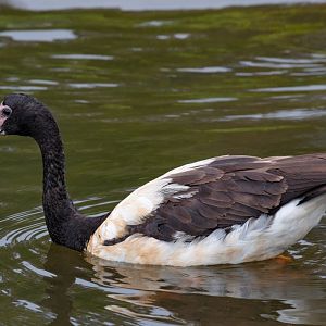 Magpie Goose - wild bird