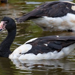 Magpie Goose - wild bird
