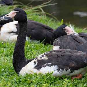 Magpie Geese - wild birds
