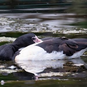 Magpie Goose - wild bird