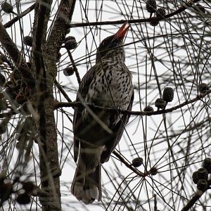 Olive-backed Oriole - wild bird