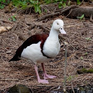 Radjah Shelduck - wild bird