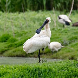 Royal Spoonbill - wild bird