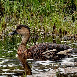 Wandering Whistle Duck - wild bird