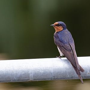 Welcome Swallow - wild bird