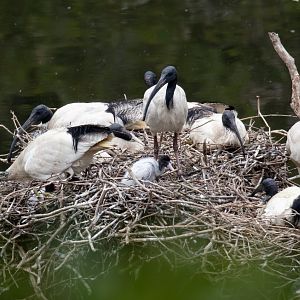 Australian White Ibis breeding colony - wild birds