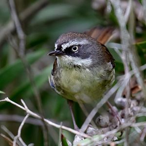 White-browed Scrubwren - wild bird