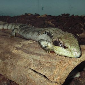 Eastern Bluetongue Skink