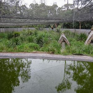 Interior of Freckled Duck breeding enclosure