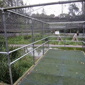Freckled Duck breeding enclosure