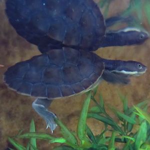 Hunter River Short-necked Turtle