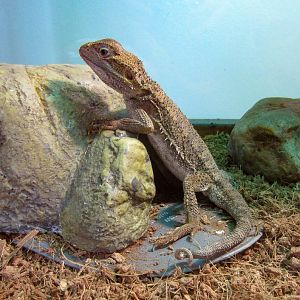 Pygmy Bearded Dragon