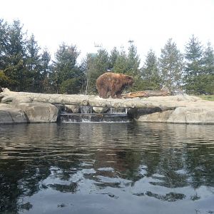 Grizzly Exhibit Underwater Viewing Area, Polar Frontier - Nov. 2021
