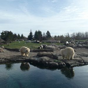 Polar Bear Exhibit, Polar Frontier - Nov. 2021