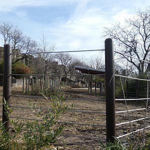 Connected/Somewhat Expanded Indian Rhinoceros Yards, Asia Quest - Nov. 2021