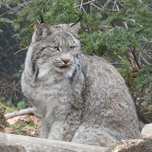 Canadian Lynx, North America - Nov. 2021
