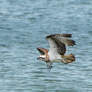 Osprey