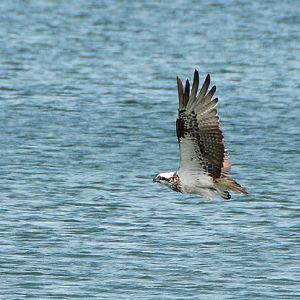 Osprey1