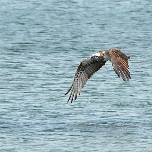Osprey2