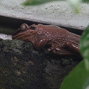 Tree frog, Berlin Zoo 09/2021