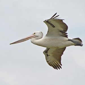 Pelican