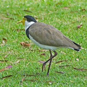 Masked lapwing