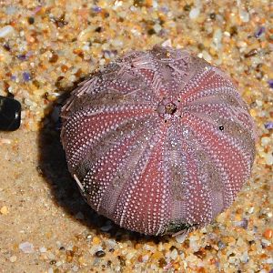 Sea urchin shell