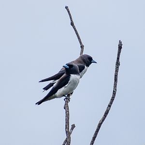 White-breasted Woodswallows (Artamus leucorynchus)