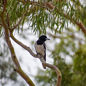Pied Butcherbird (Cracticus nigrogularis)