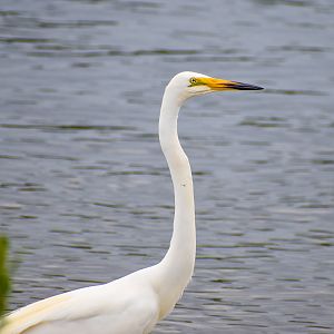 Eastern Great Egret (Ardea modesta)