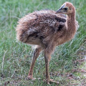 Cassowary Chick / Hamerton / 25-11-21