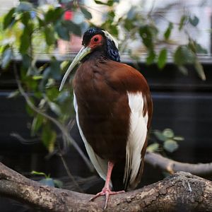 Madagascan Ibis (Lophotibis cristata)