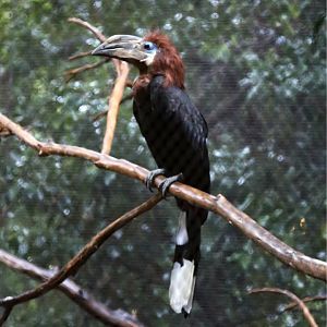 Black-casqued Hornbill (Ceratogymna atrata)
