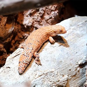 Pygmy Spiny-tailed Skink (Egernia depressa)
