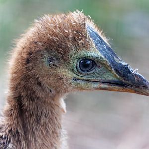 Cassowary chick / Hamerton / 25-11-21