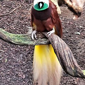 Greater bird-of-paradise