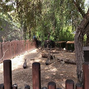 Patagonian mara enclosure