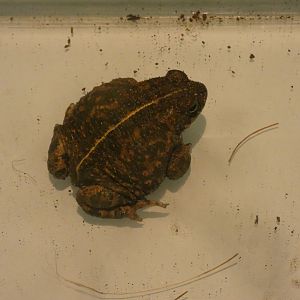 Natterjack toad