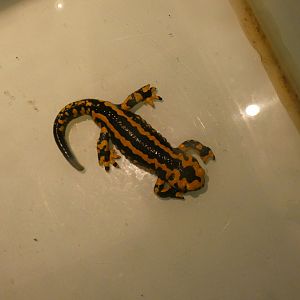 Fire salamander