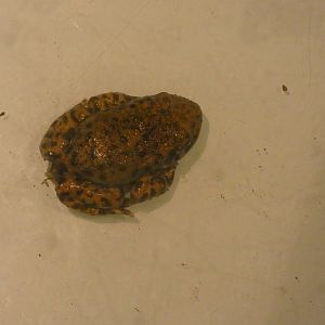 Common midwife toad